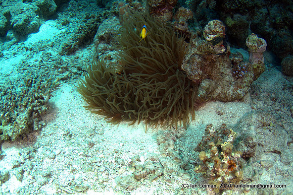 yet another Anemone