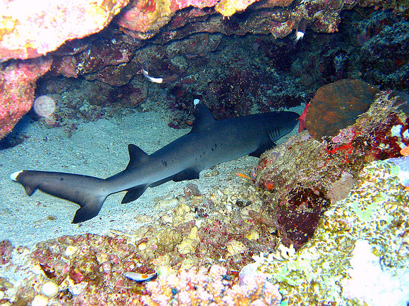 Whitetip Reef Shark (Triaenodon obesus), Elphinstone reef Eastern drop-off at 15 m,