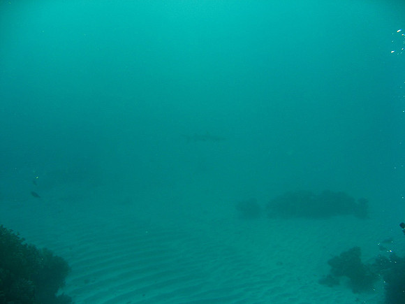 Reef shark swimming by at 30 meters distance