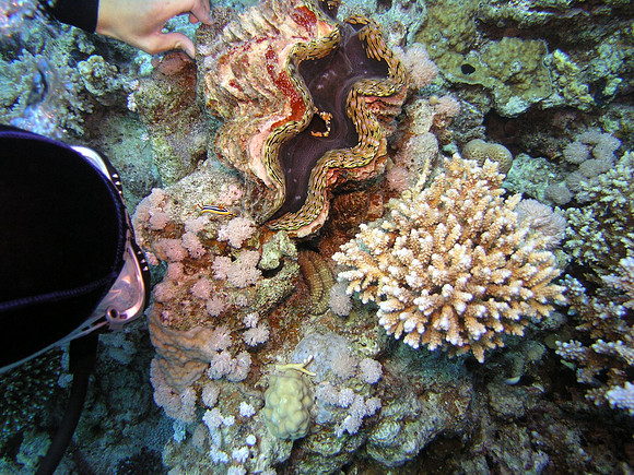 Nudibranch, next to a giant clam