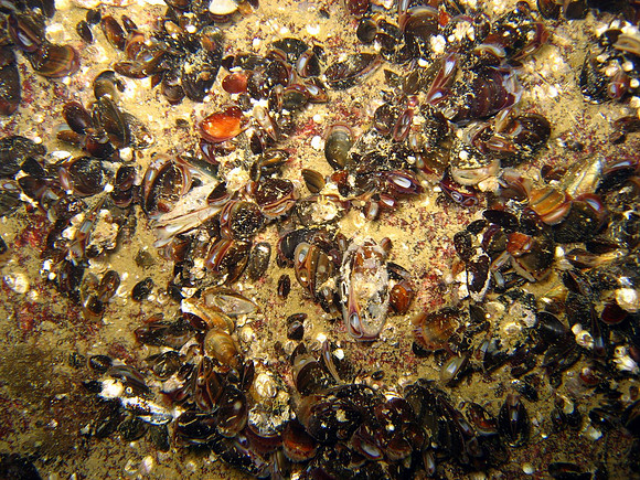 from Southwest archipelago of Finland.
