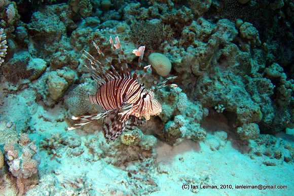 And closer, with an eye contact to the fish, the left hand strobe is pointing too far left to illuminate the tail. At f/6 not getting much depth of field, could have stepped down to f/11, since shutte