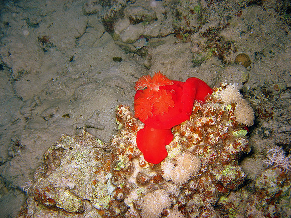 Spanish Dancer (Hexabranchus sanguineus) on night dive