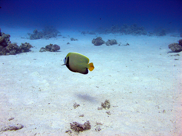 Emperor Angelfish