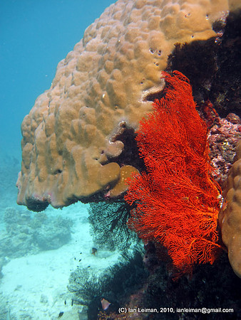 really bright red fan coral