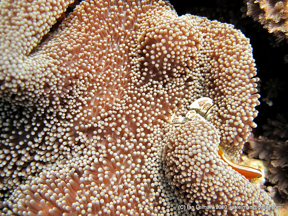 Anemone crab