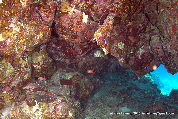 grey striped grouper under the rock