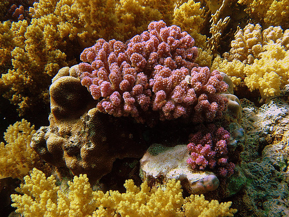 Raspberry Coral (Pocillopora verrucosa) at Daedalus