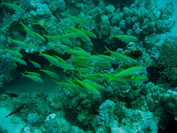 Goldband fusiliers (Pterocaseo chrysozona)