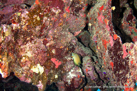 the rocks are quite colorful once you light them up with strobes