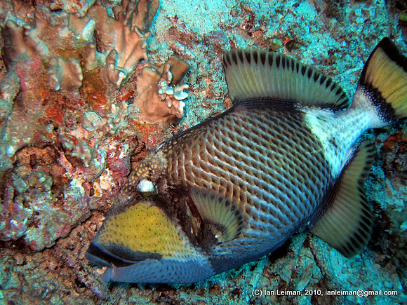 titan triggerfish