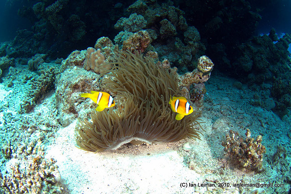 two Anemonefishes