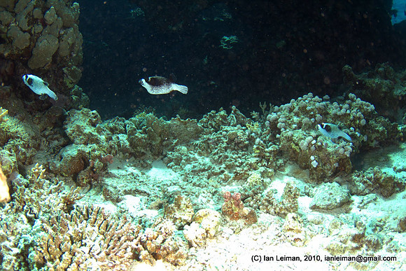 pufferfishes