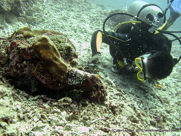 squid under the rock