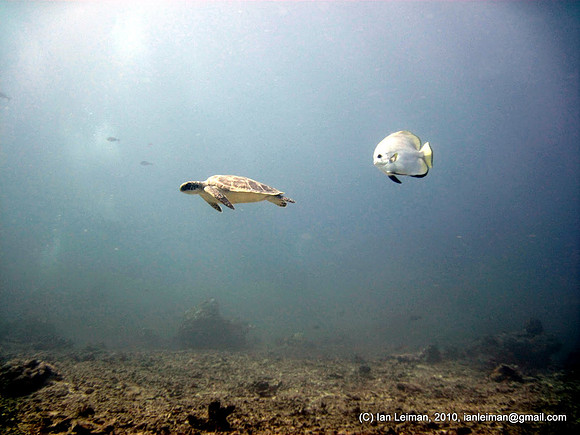 batfish chasing a turtle