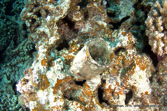 popular place for mooring boats, lots of trash on the bottom, like this mug