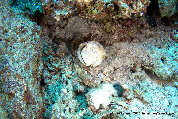 a dead shell