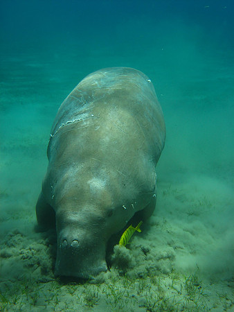 Dugong or "sea cow" (Dugong dugon)at Marsa Abu Dabab bay. Dugongs are an endangered species, and extremely rare.