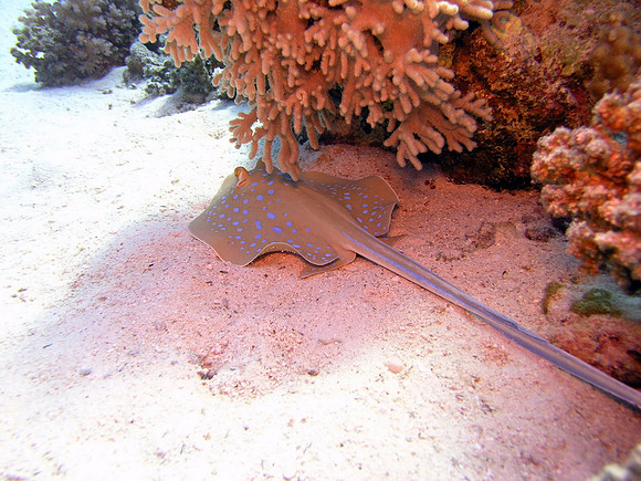 Blue spotted Ray