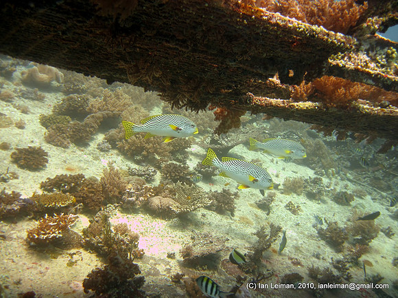 sweetlips under the barge