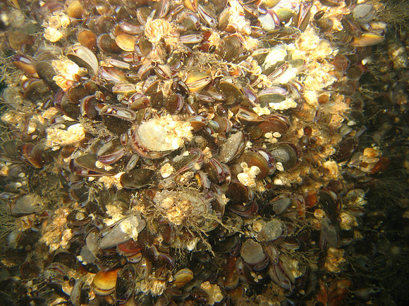 from Southwest archipelago of Finland.