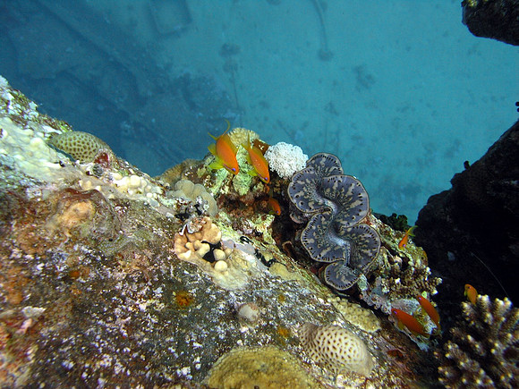The wreck of Marcus