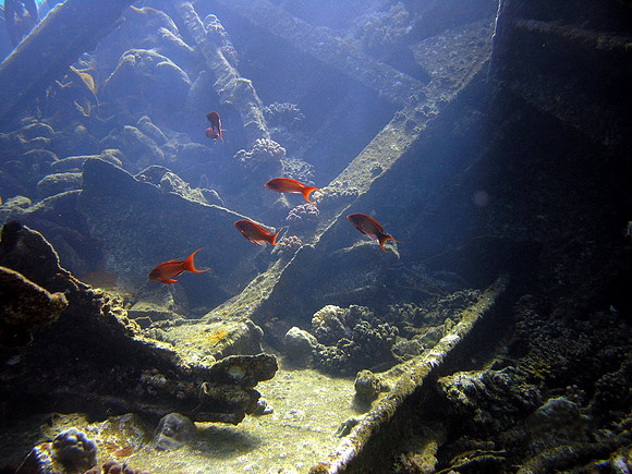 The wreck of Marcus
