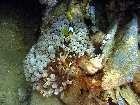 The wreck of Ghiannis "D" at Abu Nuhas