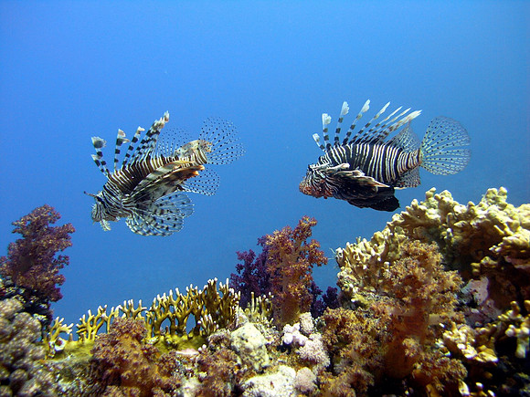 The wreck of Ghiannis "D" at Abu Nuhas, two lionfishes