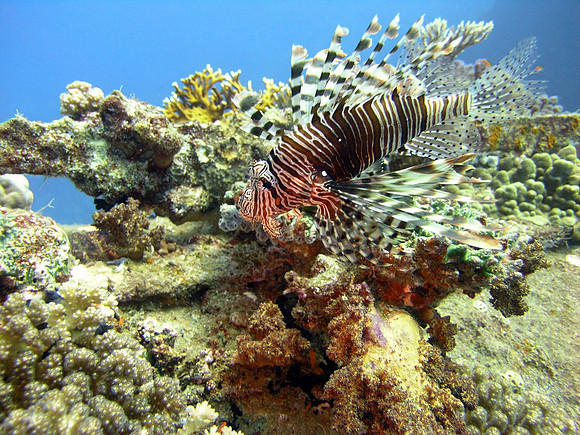 The wreck of Ghiannis "D" at Abu Nuhas, two lionfishes