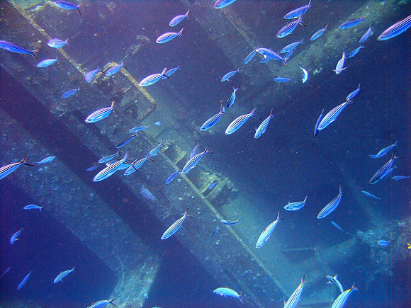 The wreck of Ghiannis "D" at Abu Nuhas