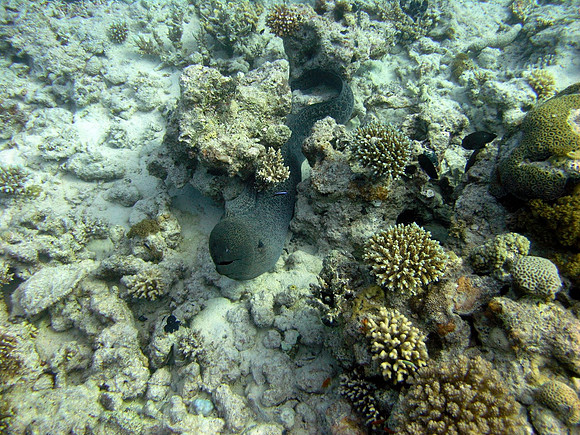 Small Gubal island, a Moray Eel