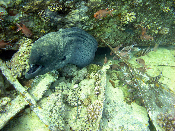Small Gubal island, a Moray Eel