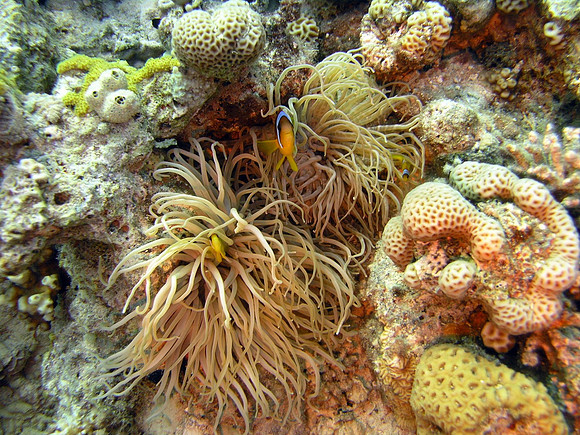 Small Gubal island, anemone