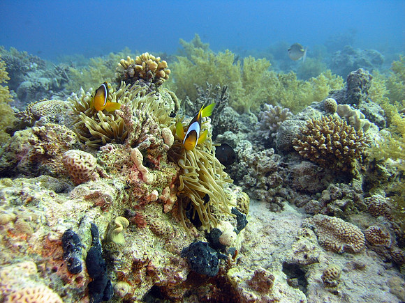 Small Gubal island