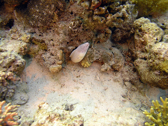 Small Gubal island
