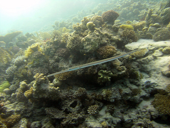 Small Gubal island