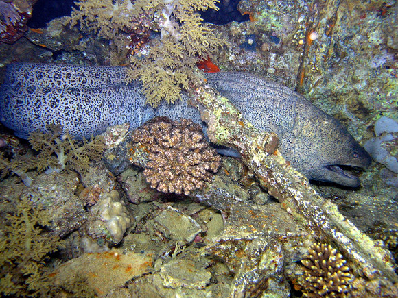 Small Gubal island, night dive