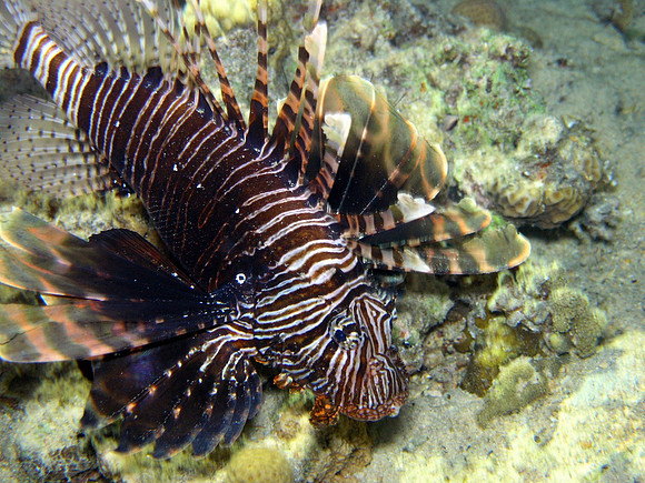 Small Gubal island, night dive