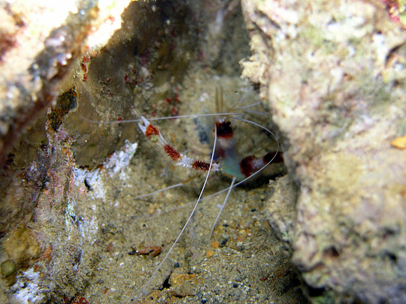 Small Gubal island, night dive