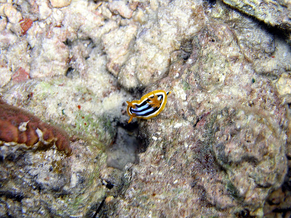 Small Gubal island, night dive