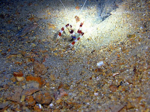 Small Gubal island, night dive