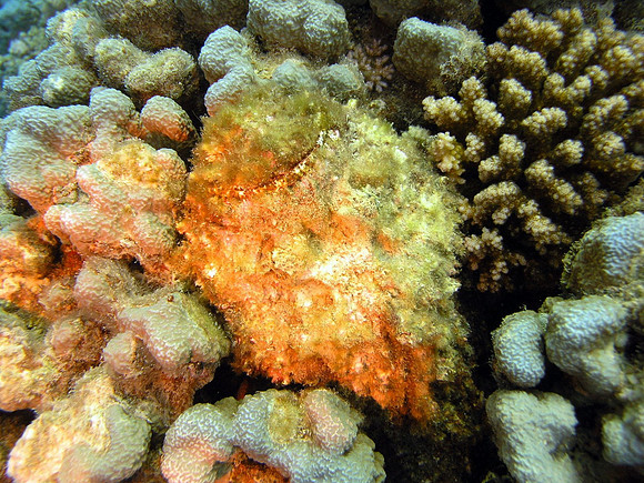 A stonefish (deadly poisonous),Reef of Beacon Rock