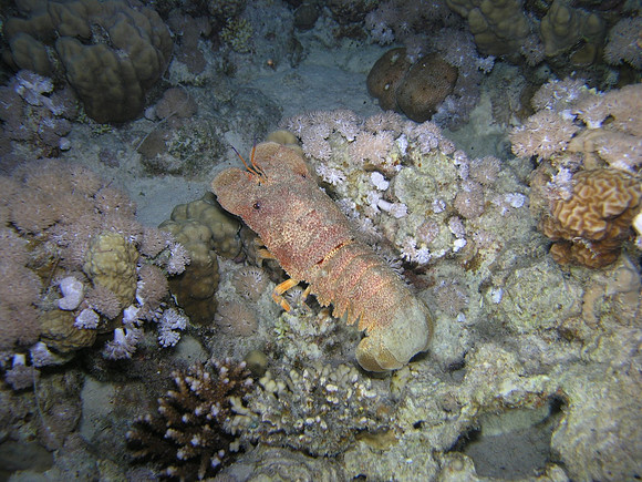 Reef of Beacon Rock , night dive