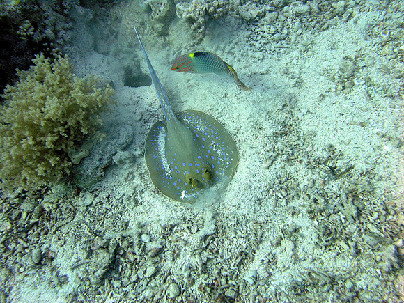 Shark & Yolanda Reef, Ras Mohammed, Blue Spotted Ray