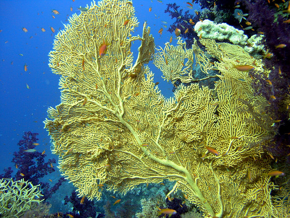 Shark & Ylanda Reef, Ras Mohammed
