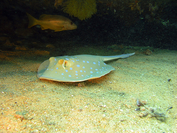 Wreckage of Yolanda, Ras Mohammed, a Blue Spotted Ray under stuff