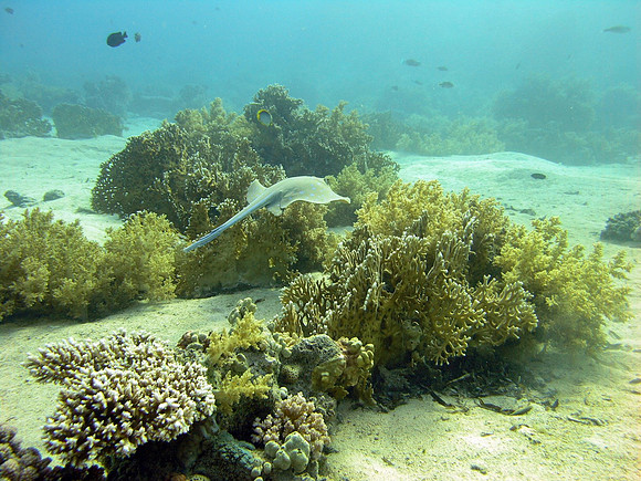 Wreckage of Yolanda, Ras Mohammed, the Blue Spotted Ray that was under wreckage but didn't like me, escaping...