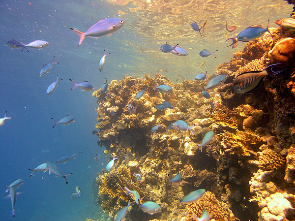 Ras Mohammed, near surface