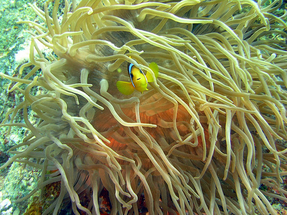 Wreck of S/S Thistlegorm